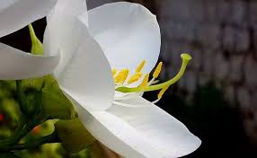 Mandaram Flower From Heaven Photo By Agya Singh National Geographic Your Shot Flowers Amazing Photography Plants