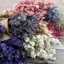 We did not find results for: Wholesale Dried Flowers And Biodegradable Petals Lsf