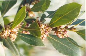Image result for Lauraceae