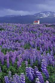 Wild Lupine Field Iceland Lupine Flowers Beautiful Flowers Photos Flower Field