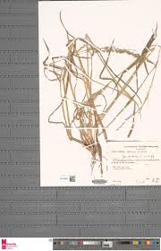 Image result for Callichilia orientalis