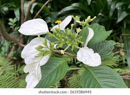 Image result for Ecbolium glabratum