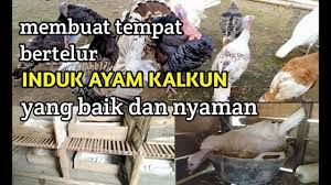 Bibit kalkun yang baik salah telur kalkun berapa jumlah telur kalkun? Ternak Ayam Kalkun Raising Turkeys Membuat Petarangan Tempat Bertelur Ayam Kalkun Youtube