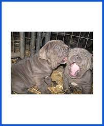 Cavapoo puppies are relaxed, snuggly house pets that get along with children! Neapolitan Mastiff Dog Puppy For Sale Poddarkennel Call 9810871734