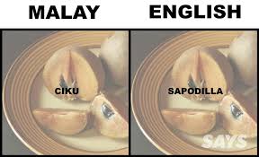 See tweets about #pelaga on twitter. What S Ciku Kedondong Langsat And Buah Sukun In English