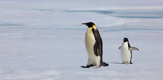 A penguin's body has a streamlined shape and developed muscles of the chest keel, which sometimes amounts to a quarter of the total weight of this bird. From Flapper To Flipper How The Penguin Lost Its Flight