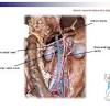 It is typically found in cats 7 years and older that are overweight. 1