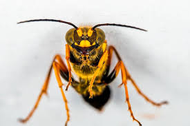 Image result for Scepocarpus