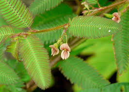 Image result for Aeschynomene afraspera