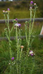 Image result for Carduus leptacanthus