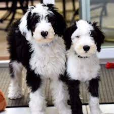 Sheepadoodle Puppies Sheepadoodles Sheepadoodle Puppy Cute Dogs Cute Animals