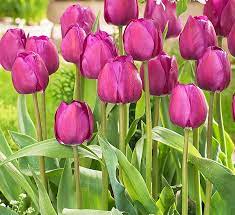 Early flowering tulips are species tulips, kaufmanniana (e.g. Pre Cooled Purple Tulips Bulbs Calloway S Nursery