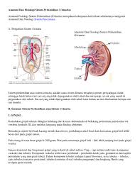 Start studying gangguan sistem urinaria. Doc Anatomi Dan Fisiologi Sistem Perkemihan Urinaria Nia Pagustya Academia Edu