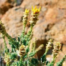 Image result for Pteronia acuminata