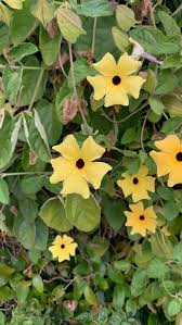 Image result for Thunbergia annua