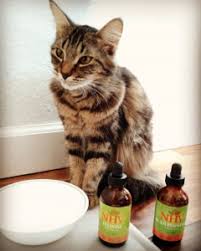 I bought rescue remedy for my cat but didn't realize that i bought the one for humans and not animals, can i use the i have used rescue remedy and many other flower essences on my cats for many years. Rescue Remedy For Cats Near Me 2021 At Cats Addlab Aalto Fi
