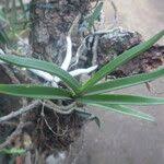 Image result for Tridactyle bicaudata