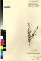 Image result for Indigofera circinella