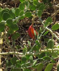Image result for Capparis cartilaginea