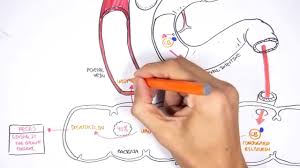 bilirubin metabolism