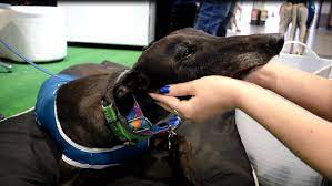 Greyhounds as pets (gap) is a registered charity rehoming greyhounds that are no longer suitable for racing. Greyhounds In Nsw Inner West Council