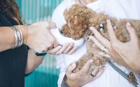Please take a moment to contact us today, to learn more about our veterinary practice and to find out more information about how pet vet clinic can serve the needs of you and your cherished pet. Pet Clinics Open In Pune During Curfew Whatshot Pune