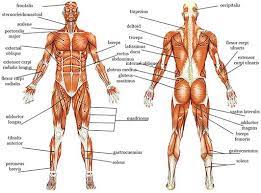 Introduction to the muscular system the focus of this chapter is on skeletal muscle organization. Muscular System Glog Anatomy Byron En Muscle Muscular Nelson System Glogster Edu In Muscular System Muscular System For Kids Muscular System Labeled