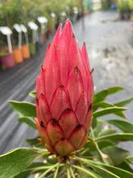 Image result for Protea madiensis