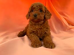 The puppy will come with registration, shots up to date, and vet certificate of health. Bichon Poodle Poochon Breeders In Iowa Dark Red Puppies