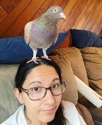 Supporting a grieving pigeon after mate's death?