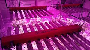 When thinking back to all of the led grow lights we've reviewed, the bml spydr 1200 really stands out. Kartais Kartais Juokinga LastelÄ— Spydr 1200 Led Mygiftedoilers Com
