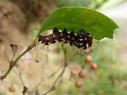 Image result for Smilax anceps