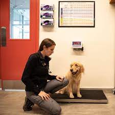 Are Holly Berries Poisonous To Dogs Veterinary Emergency Group