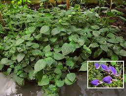 Image result for Brillantaisia lamium