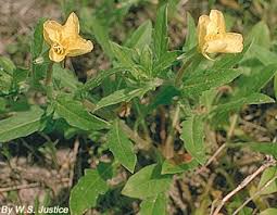 Image result for Onagraceae