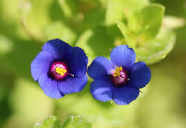 Image result for Primulaceae