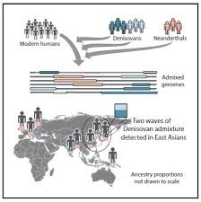 Interbreeding Surprise More Denisovans In Our Family Tree
