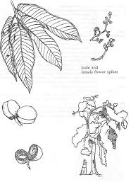 Image result for Pycnanthus angolensis