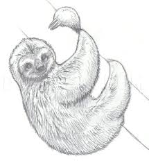 How To Draw Sloths Step By Step Drawing Guide By Makangeni Dragoart Com Sloth Drawing Sloth Art Animal Sketches