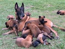 Beautiful alert pups dam is a daughter of graubaers blaze apprehension s.w.a.t. Belgian Malinois Puppy 1024x768 Wallpaper Teahub Io