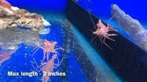 When exposed to temperatures of 40 degrees fahrenheit or higher after such time, you will have to throw away the cooked shrimp unless you want to risk yourself to food poisoning. Dancing Camel Shrimp Rhynchocinetes Durbanensis Youtube