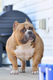 Coming in a variety of colors, patterns and sizes, monster bully kennels does our best to supply the. Abkc Ireland Home Facebook
