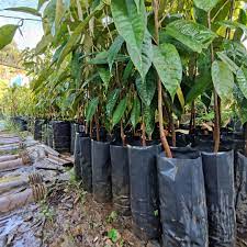 Teknik cepat tanam durian musang king. Anak Pokok Durian Musang King Home Furniture Gardening On Carousell
