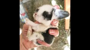 Maybe you would like to learn more about one of these? 20 Gambar Kelinci Lucu Dan Imut Untuk Hilangkan Kalut Kepogaul