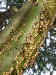 Image result for Acacia kirkii