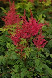Astilbe Younique Carmine Plants Astilbe Shade Plants