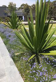 An outstanding plant for a cottage garden style as it forms small clumps that lightly sucker from the roots to ensure the plant's survival if things get dry. Grounds On Twitter Blue Field With Summer Nigh Tufted Bluebell Wahlenbergia Communis With Gymea Lily Doryanthes Excelsa Hargraves Lawn Claytoncampus Https T Co B5tm4mxlk9