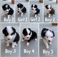 The miniature american shepherd or miniature australian shepherd is an active herding dog that resembles the australian shepherd. Pennysaver Australian Shepherd Puppies In Riverside California Usa