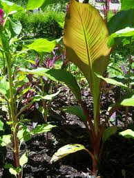 Image result for Musaceae