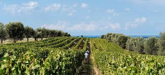 Wenn im spätsommer zur weinlese aufgerufen wird, dann können sich auch die feriengäste eines winzerhofes gerne daran beteiligen, denn jetzt steht sehr viel arbeit an und dabei wird jede helfende hand dringend es obliegt der erfahrung eines jeden winzers, wann er zur weinlese aufruft. Weinlese Grosse Zuversicht In Italien Falstaff